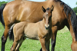 foal and mare