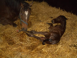 Mare with new born foal